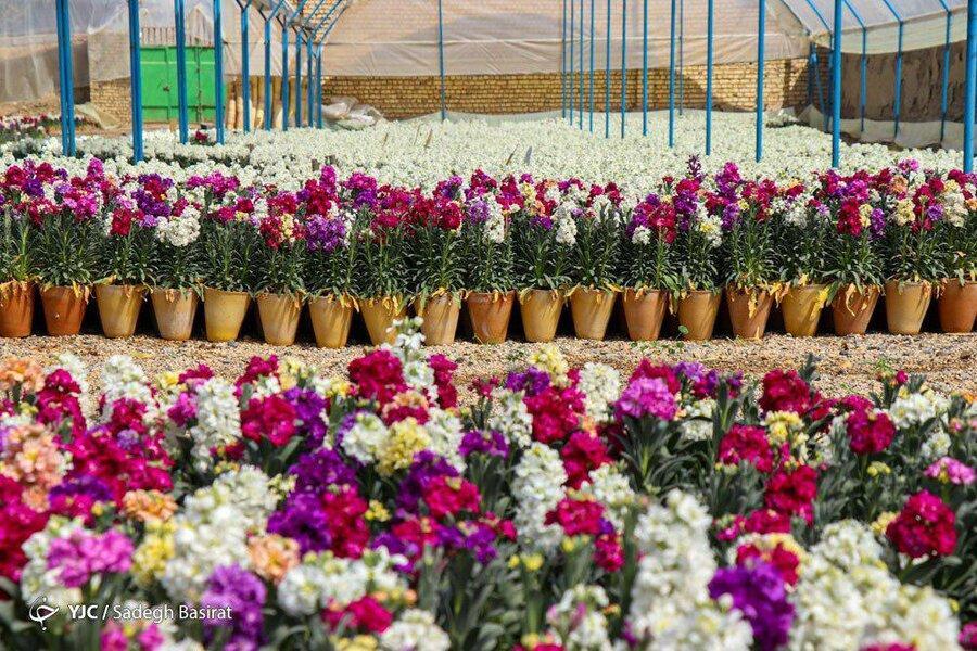قیمت گل در ایام نوروز اعلام شد قیمت گل در ایام نوروز اعلام شد