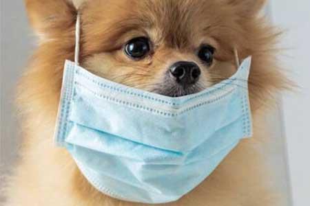 آیا ویروس کرونا از حیوانات خانگی به انسان منتقل می گردد؟