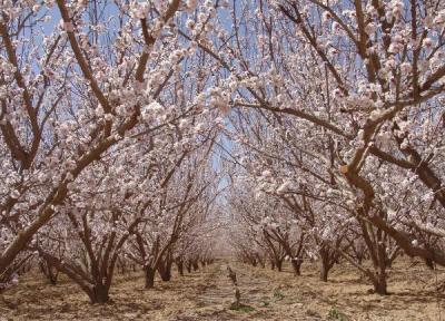 خبرنگاران تعدادی درختان میوه در ابرکوه به شکوفه نشست