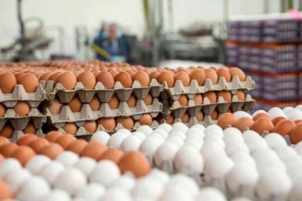 تخم مرغ در راستا کاهش چشمگیر قیمت
