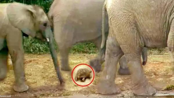 خوش شانس ترین لاک پشت دنیا از ازدحام فیل ها جان سالم به در برد!